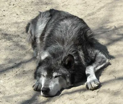 Черный волк гибрид. | Пикабу