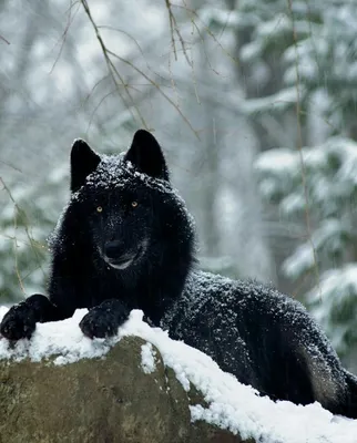Новосибирский зоопарк - фото Черный волк - Canis lupus pambasileus photos