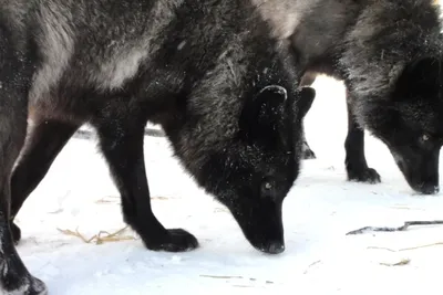 Злой черный волк - 92 фото
