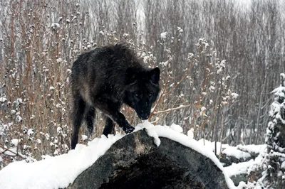Черный волк возле дерева. Обои с животными, картинки, фото 1280x1024