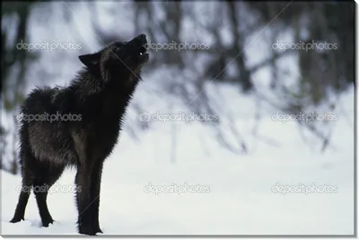 В Ижевск может приехать черный волк из Нижнего Новгорода - KP.RU