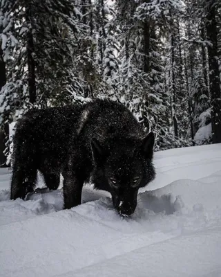 Черный волк обои на телефон - 63 фото