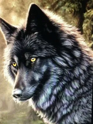 Lobos santos | Черный волк, Черные волки, Животные