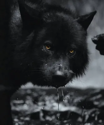 Онлайн пазл «Чёрный волк»