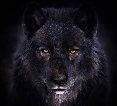 Черный волк картинки