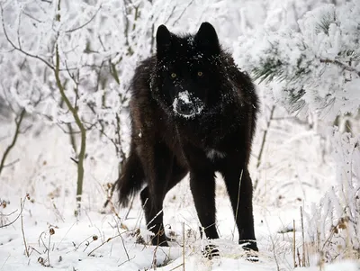 Черный волк (Станислав Лис) / Стихи.ру