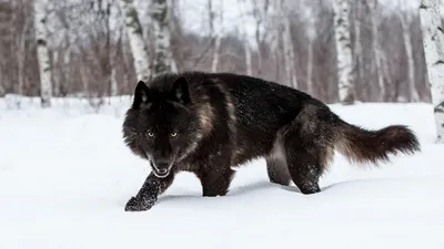 Канадский чёрный волк | Пикабу