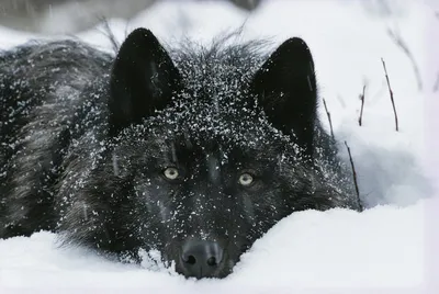 Чёрный волк (fb2) | Флибуста