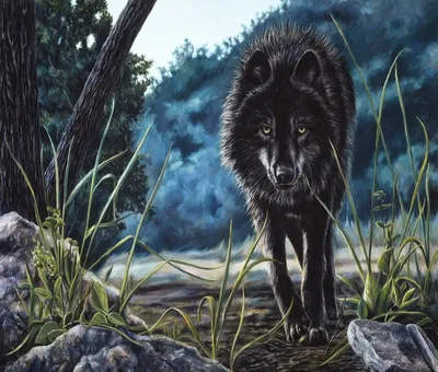 Черный волк с черным фоном стоковое изображение. изображение насчитывающей  мясоед - 166336225