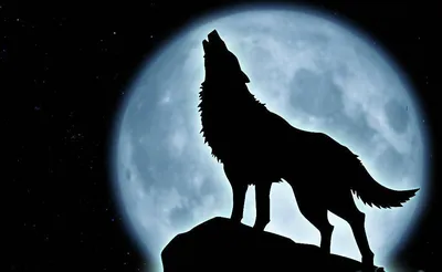 Черный волк , эстетично, красиво, …» — создано в Шедевруме