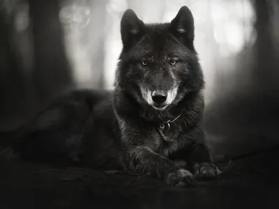 Купить картину по номерам 40х50 GX23879 «Чёрный волк» на ColorNumbers.RU