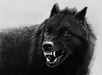 Черный с красным волк арт - 69 фото