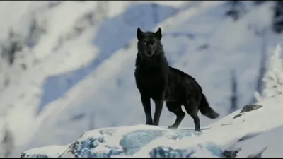 Чёрный волк (Владимир Блэк) / Стихи.ру