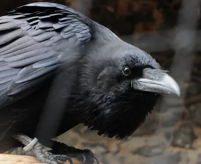 Ворон обыкновенный, или черный ворон | zoo-ekzo.com- Экзотические животные