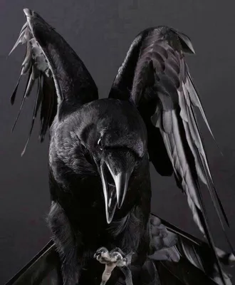 черный ворон стоковое изображение. изображение насчитывающей темно - 3514807