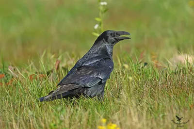 Черный ворон стоковое фото. изображение насчитывающей цвет - 31968752