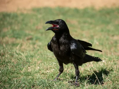 Декоративный черный ворон, черный ворон, искусственная птица, Репеллент для  голубей, украшение для сада на открытом воздухе | AliExpress