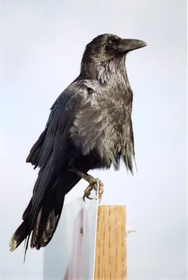 Охара Косон - Черный ворон: Описание произведения | Артхив