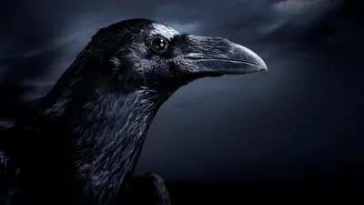 Черный ворон интересуется вашими делами) | Пикабу