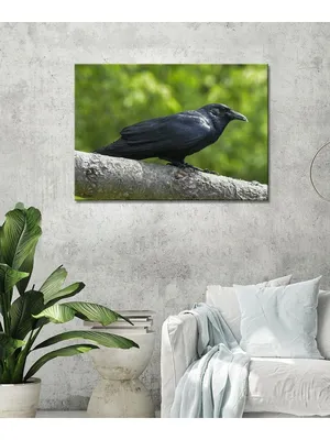 Картина по номерам 40×50 см Kontur. Чёрный ворон DS0554 (ID#2010764134),  цена: 289 ₴, купить на Prom.ua