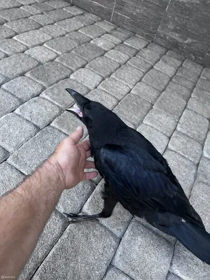 Черный ворон птица - 74 фото