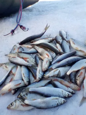 Четверг-рыбный день | Trikoni