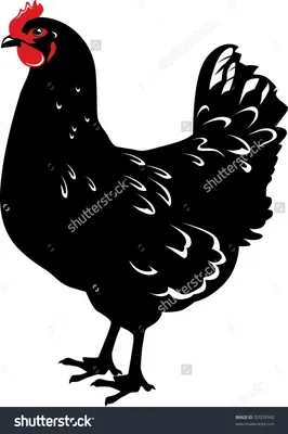 Черная курица 3D модель - Скачать Животные на 3DModels.org