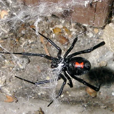 Чёрная вдова паук картинки фотографии