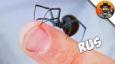 В Донбассе замечен ядовитый паук каракурт - KP.RU