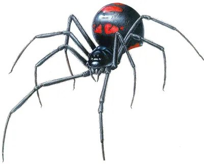 Фигура кованая паук Черная вдова, На газон - купить по низкой цене с  доставкой в интернет-магазине OZON (1115383677)
