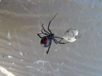 Черная вдова паук, изолированный на прозрачном фоне ai | Премиум Фото