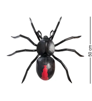 В Сакраменто водятся пауки «черная вдова»: что делать, если вас укусили |  Diaspora News