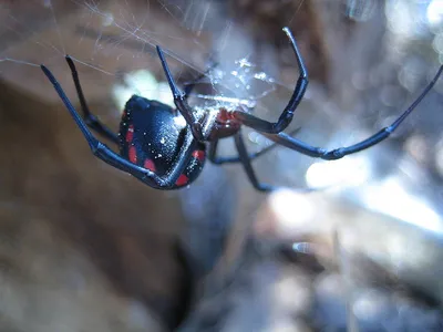 Самый ядовитый паук в России — его укус мучает 2 недели и может убить -  Hi-News.ru
