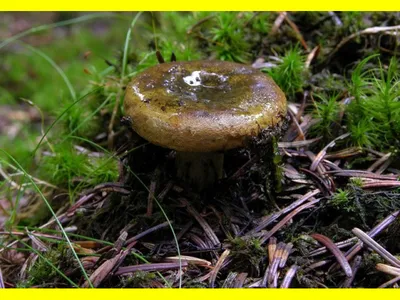 Груздь чёрный (Lactarius turpis) – Грибы Сибири [Вложение: 6855]