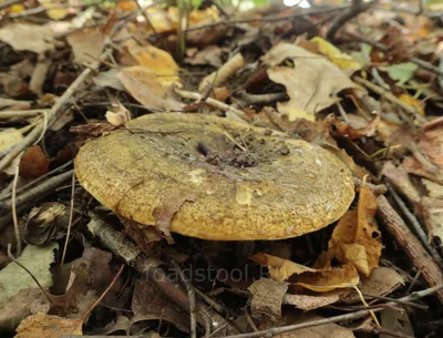 Lactarius necator, Черный груздь (чернушка)