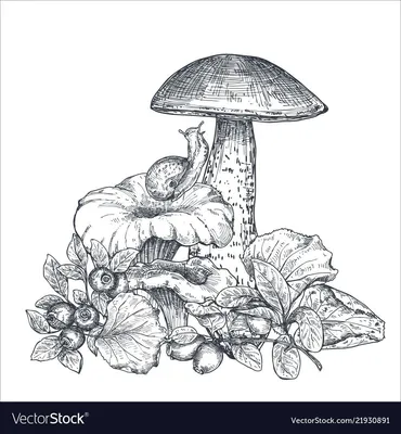 Черный груздь - Растения, грибы и цветы - Левзея и экдистерон