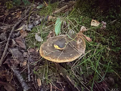 Мицелий Груздя чёрного, Lactarius necator 100г. ✔️ 128 грн. ᐉ Мицелий  грибов в Днепре на BON.ua 70047177