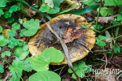 Чёрный груздь (Lactarius necator) | Грибы, Береза, Черный