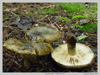Чёрный груздь - описание, фото гриба