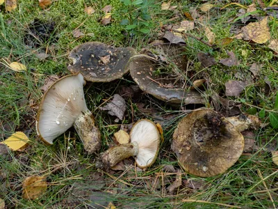 Груздь чёрный (Lactarius turpis) – Грибы Сибири [Вложение: 6854]