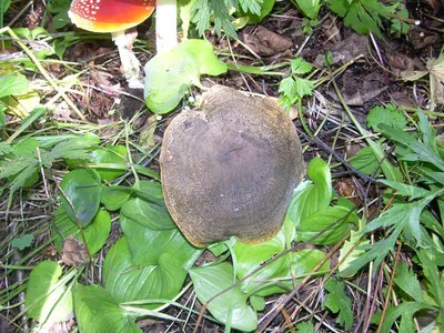 Чёрный груздь (Lactarius necator) - грибы России