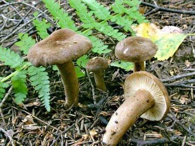 Груздь чёрный (Lactarius necator). Фото на сайте \"Грибы: информация и  фотографии\"