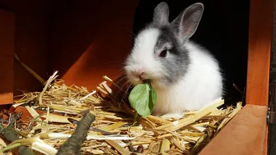 Узнайте, что едят домашние кролики: фотографии и рекомендации (png, скачать бесплатно)