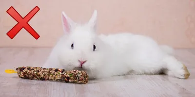 Узнайте, чем питаются кролики: фотографии и описания (HD, Full HD)
