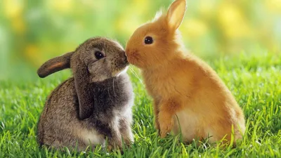 Вкусные овощи для кроликов: фото и информация о питательности (новое, изображение)