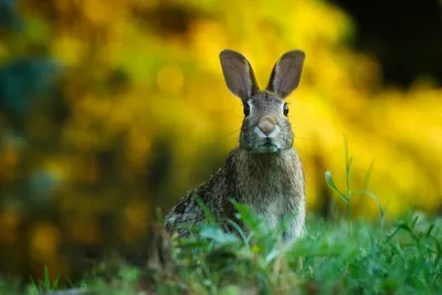 Разнообразные лакомства для кроликов: фото и рекомендации (HD, PNG, бесплатно)