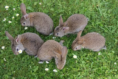 Фото питательной зелени для кроликов: важность в их диете (JPG, 4K)