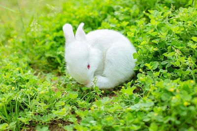 Сочные овощи, которые едят кролики: фото популярных видов