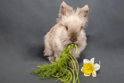 Правильное питание кроликов: фото доказательства эффективности