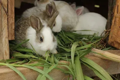 Исследуйте разнообразие пищи для кроликов на фотографиях (новое, изображение)